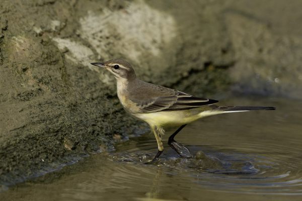 Gele kwikstaart wagtail