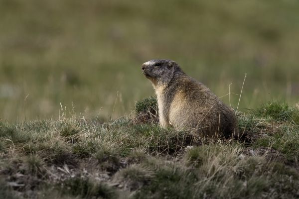 Alpenmarmot