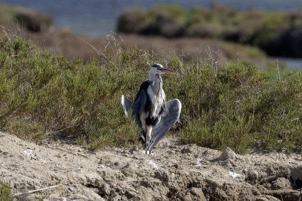 Blauwe Reiger