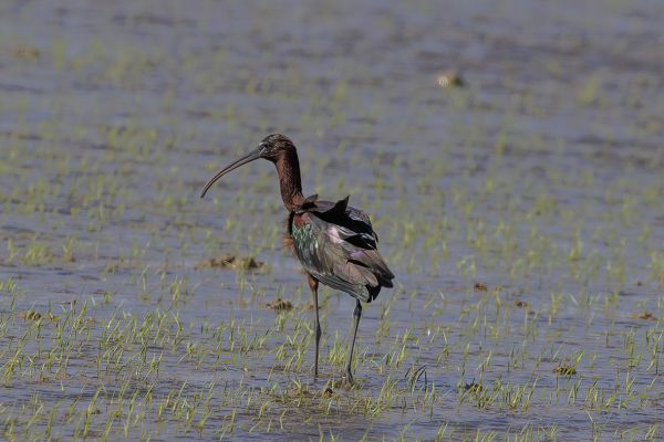Zwarte Ibis
