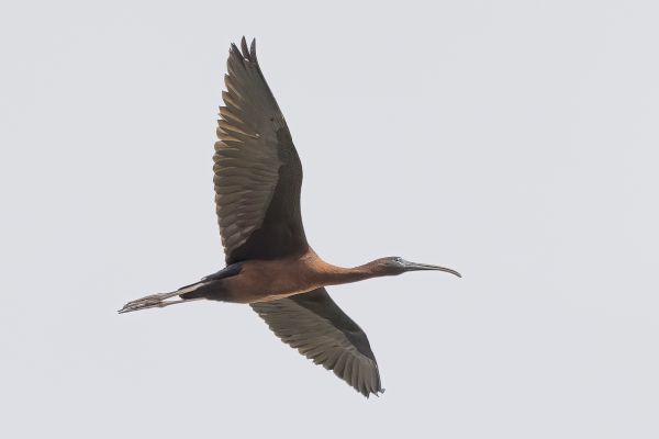 Zwarte Ibis