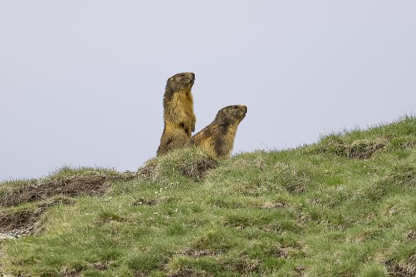 Alpenmarmot