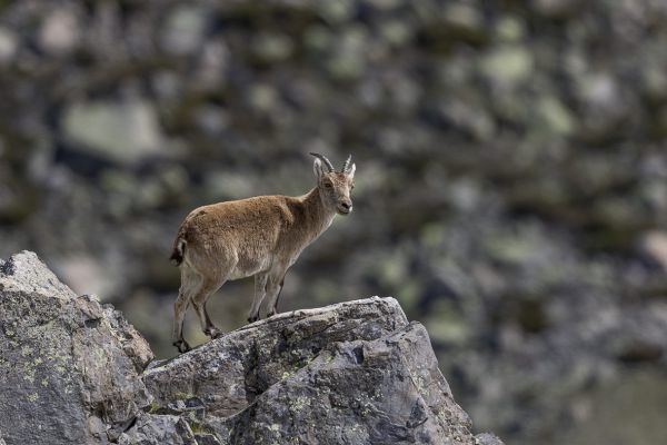 Spaanse steenbok