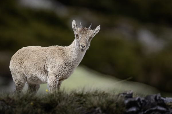 Spaanse steenbok