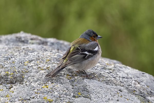 Vink