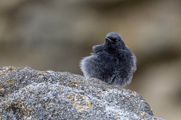 Zwarte Roodstaart juveniel