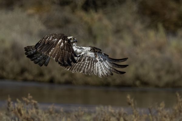 Osprey