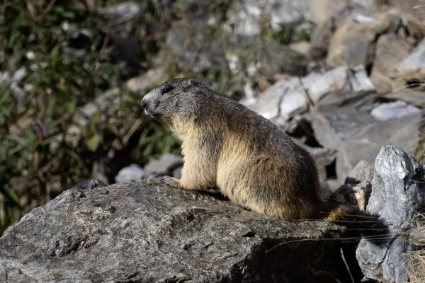 Alpenmarmot