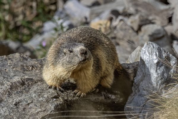 Alpenmarmot