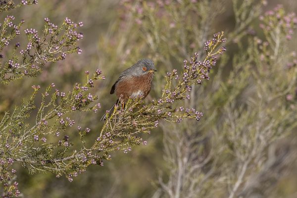 Provençaalse Grasmus