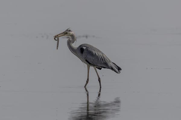 Blauwe Reiger
