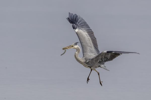 Blauwe Reiger