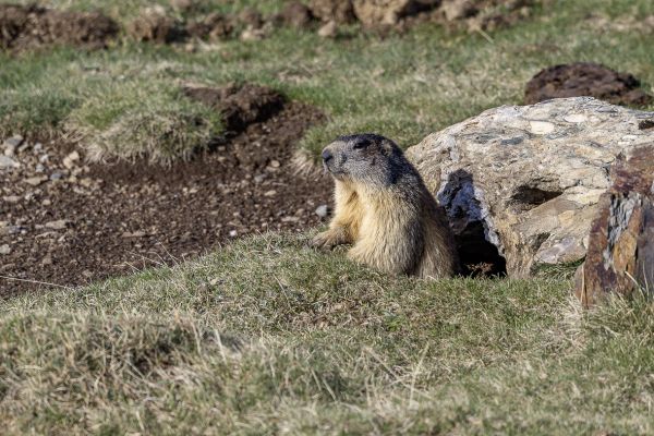 Alpenmarmot