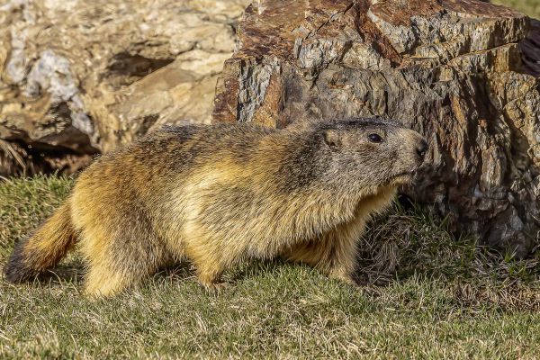 Alpenmarmot