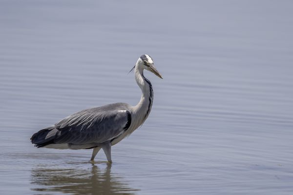 Blauwe Reiger