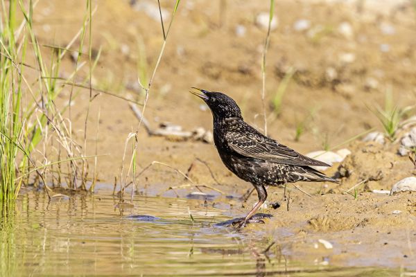 Sturnus vulgaris
