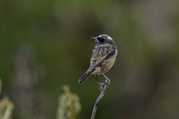 European Stonechat