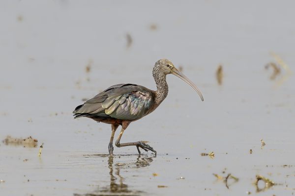 Zwarte Ibis