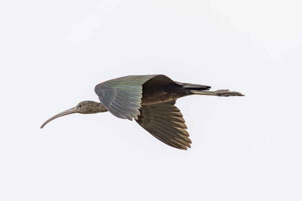 Zwarte Ibis