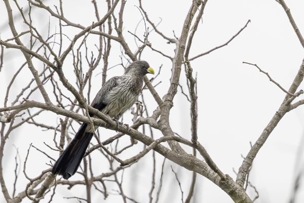 Western Grey Plantain-eater