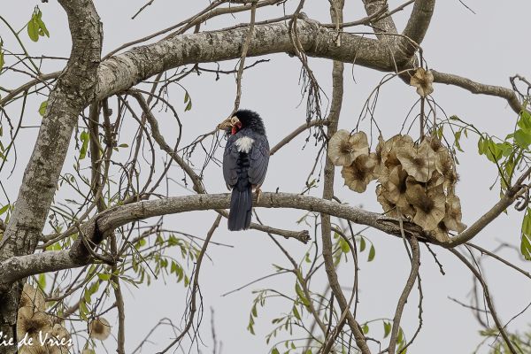 Bearded Barbet