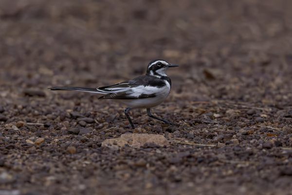 African Pied Wagtail
