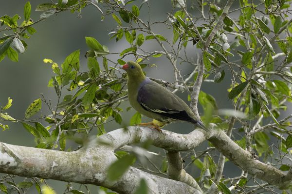 African Green Pigeon