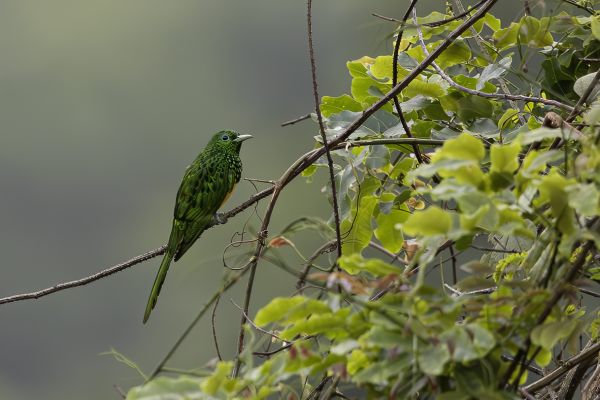 African Emerald Cuckoo