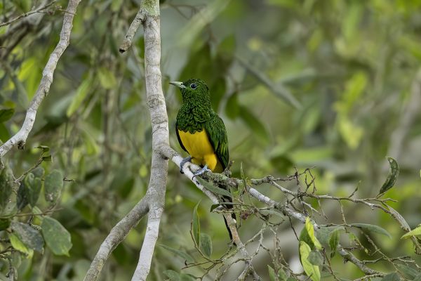 African Emerald Cuckoo