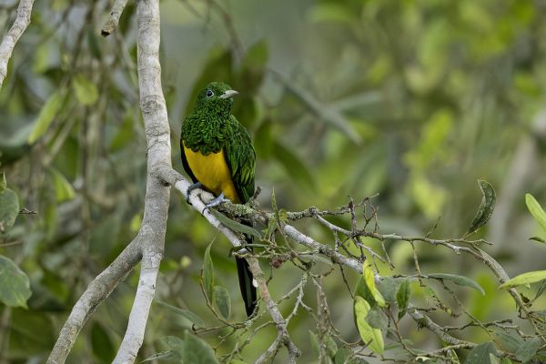 African Emerald Cuckoo