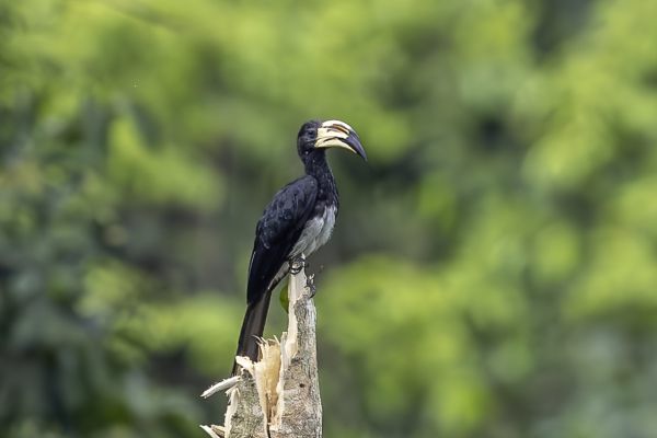 Western long-tailed hornbill 