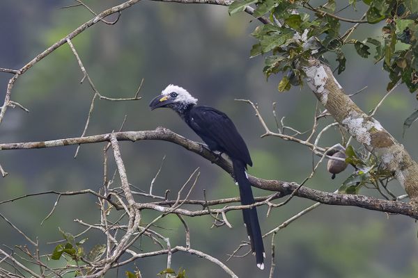 African Pied Hornbill