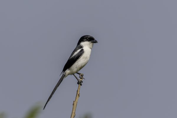 Southern Fiscal 