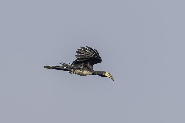 Congo Pied Hornbill