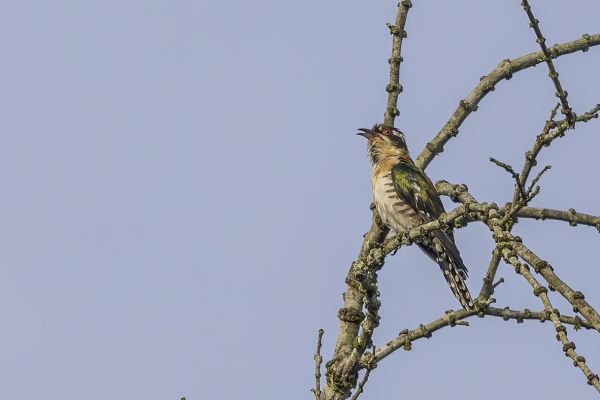 Dideric Cuckoo