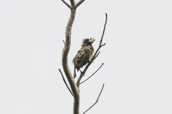 Naked-faced Barbet