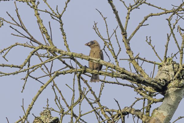 Naked-faced Barbet
