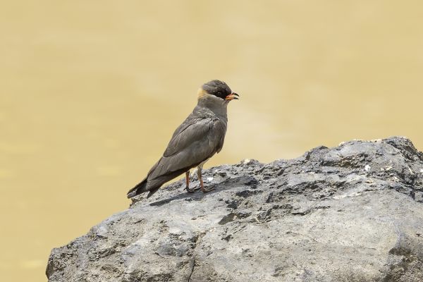 Rock Pratincole