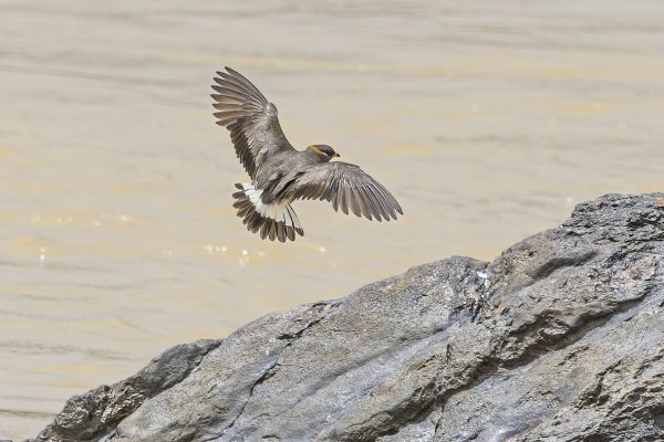 Rock Pratincole