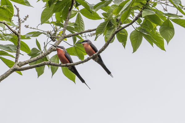 Rosy Bee-eater