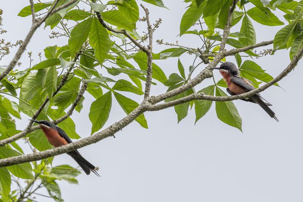 Rosy Bee-eater