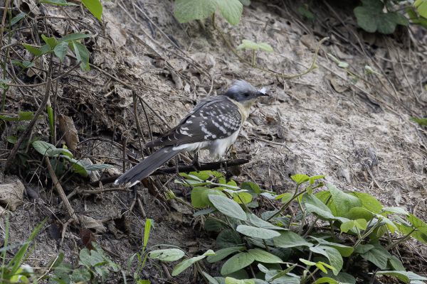 Great Spotted Cuckoo