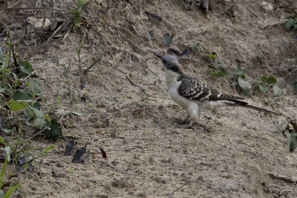Great Spotted Cuckoo