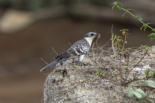 Great Spotted Cuckoo