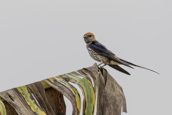 Lesser Striped-Swallow