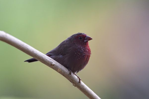 Red-billed Firefinch