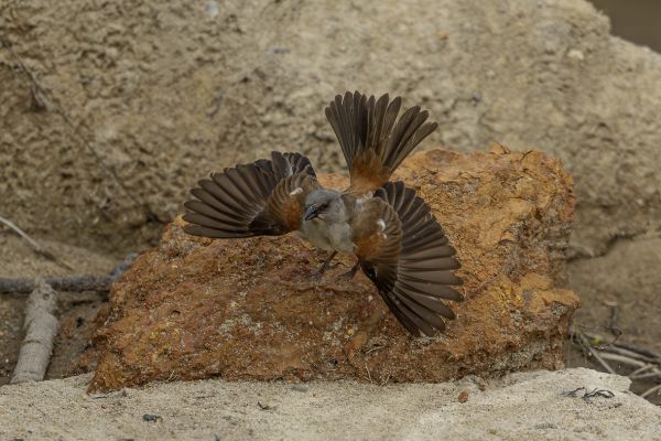 Southern grey-headed sparrow