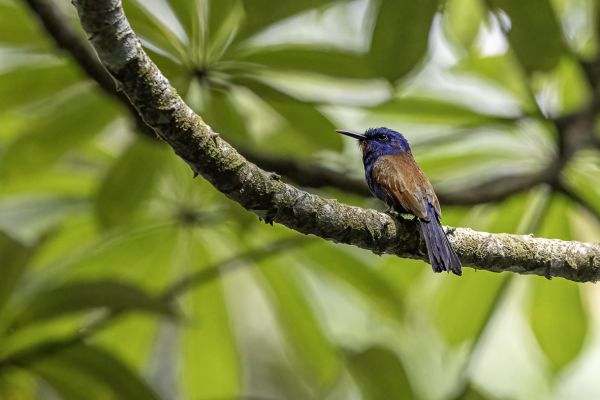 Blue-headed Bee-eater