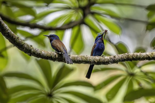 Blue-headed Bee-eater