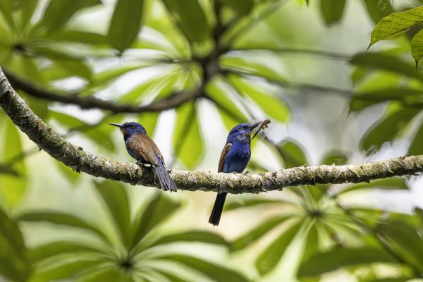 Blue-headed Bee-eater